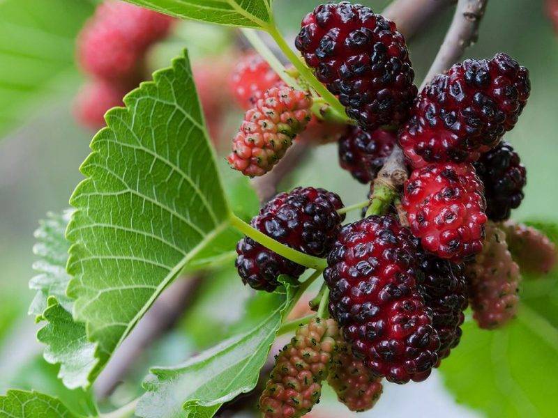 Шелковица купить саженцы из питомнике в Уссурийске