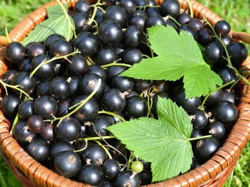 Смородина купить саженцы из питомника в Уссурийске