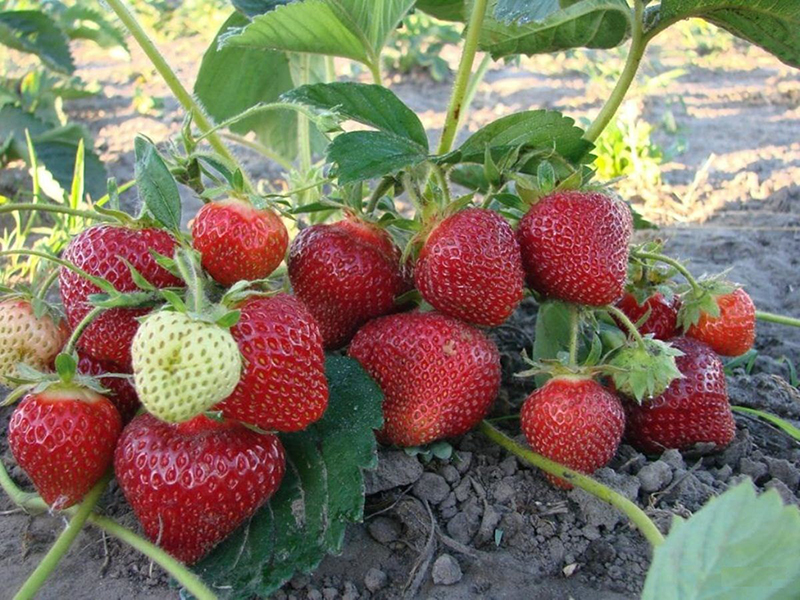 Клубника купить саженцы из питомника в Уссурийске