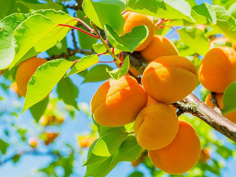 Абрикос купить саженцы из питомнике в Уссурийске