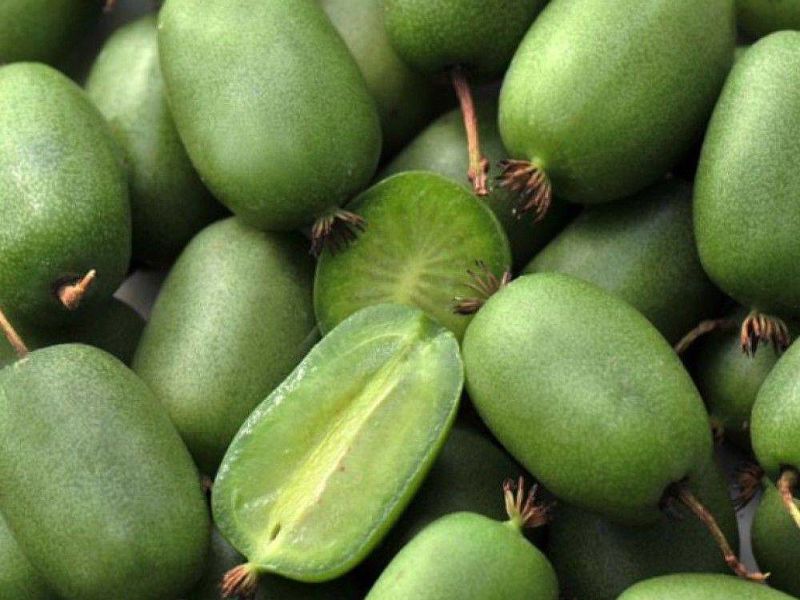 Актинидия купить саженцы из питомнике в Уссурийске