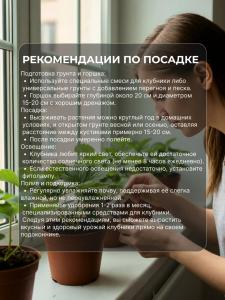 Саженцы клубники для подоконника Домашний деликатес 6 шт